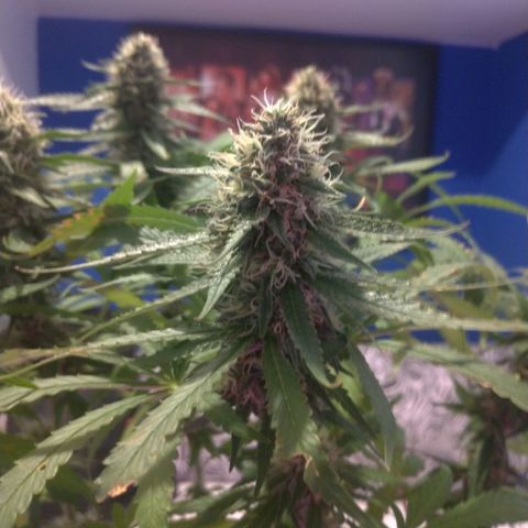 Sideral Punch growlog timeline photo