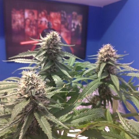 Sideral Punch growlog timeline photo