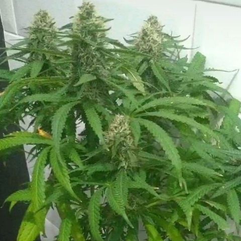 Sideral Punch growlog timeline photo