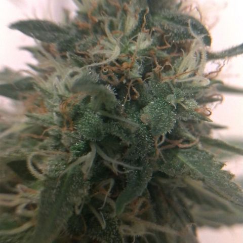 Sideral Punch growlog timeline photo
