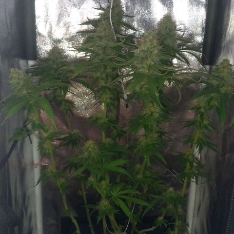 Sideral Punch growlog timeline photo
