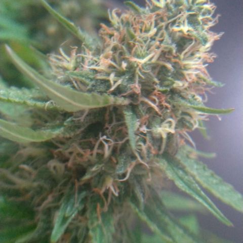 Sideral Punch growlog timeline photo