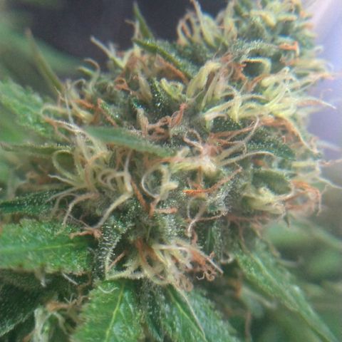 Sideral Punch growlog timeline photo