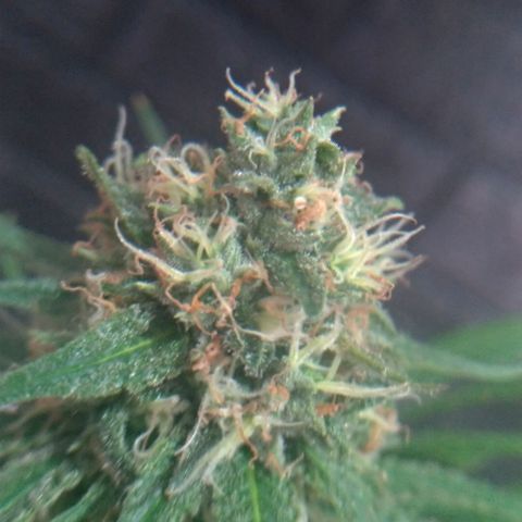 Sideral Punch growlog timeline photo