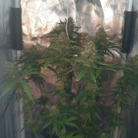 Sideral Punch growlog timeline photo