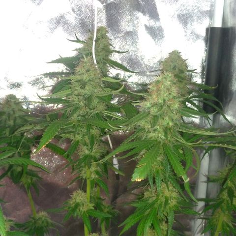 Sideral Punch growlog timeline photo