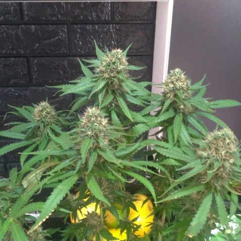 Sideral Punch growlog timeline photo