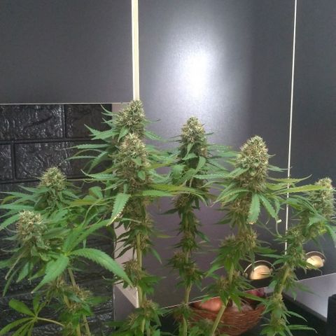 Sideral Punch growlog timeline photo