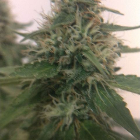 Sideral Punch growlog timeline photo