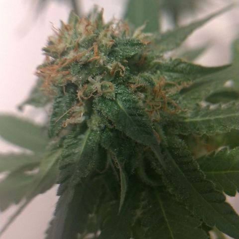 Sideral Punch growlog timeline photo
