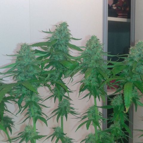 Sideral Punch growlog timeline photo