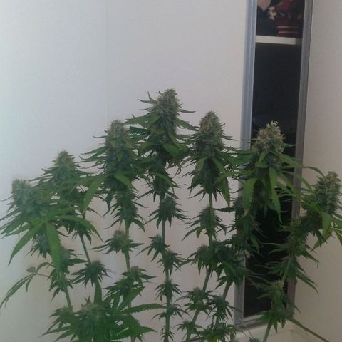 Sideral Punch growlog timeline photo