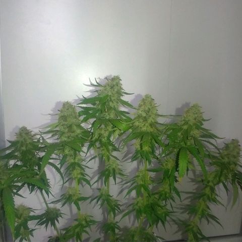 Sideral Punch growlog timeline photo