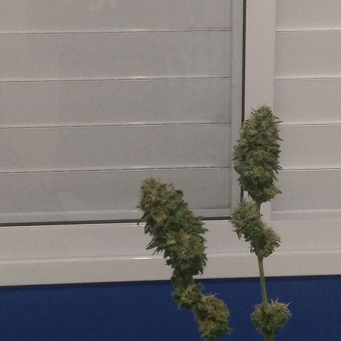 Sideral Punch growlog timeline photo