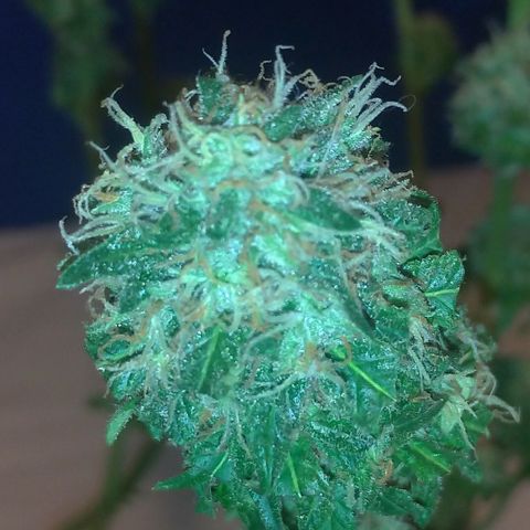 Sideral Punch growlog timeline photo