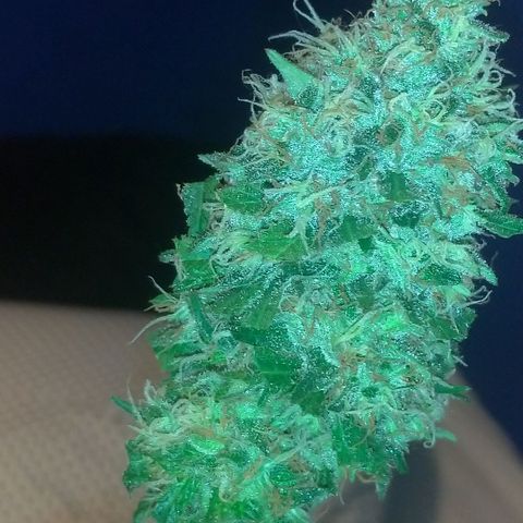 Sideral Punch growlog timeline photo