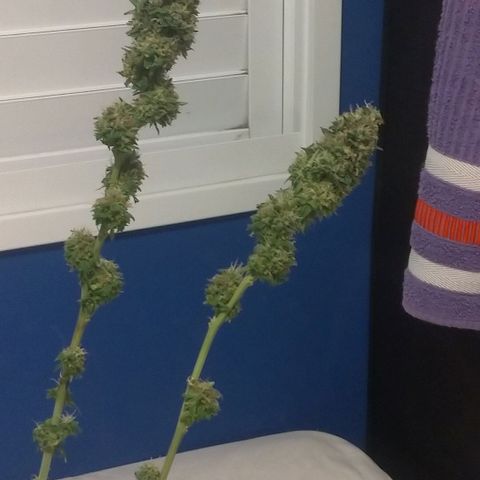 Sideral Punch growlog timeline photo