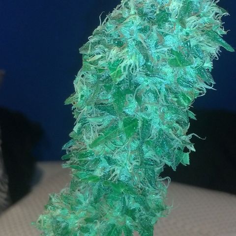Sideral Punch growlog timeline photo