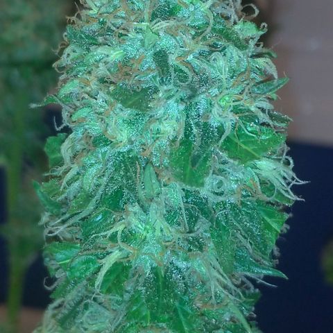 Sideral Punch growlog timeline photo