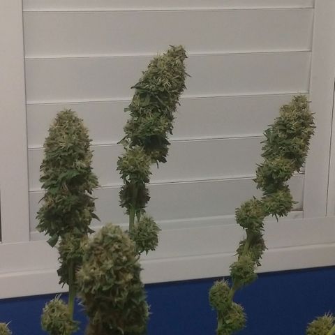 Sideral Punch growlog timeline photo