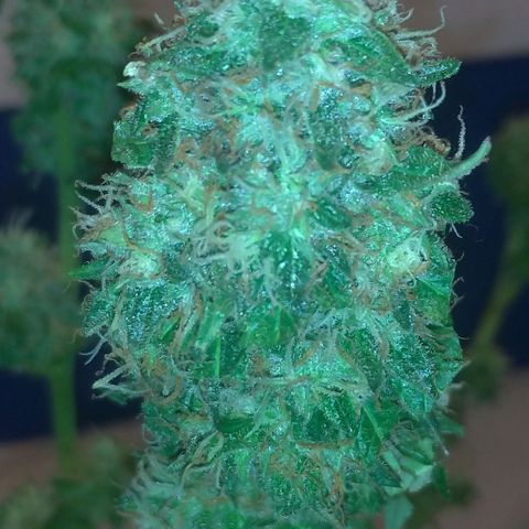 Sideral Punch growlog timeline photo