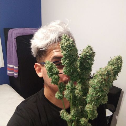Sideral Punch growlog timeline photo