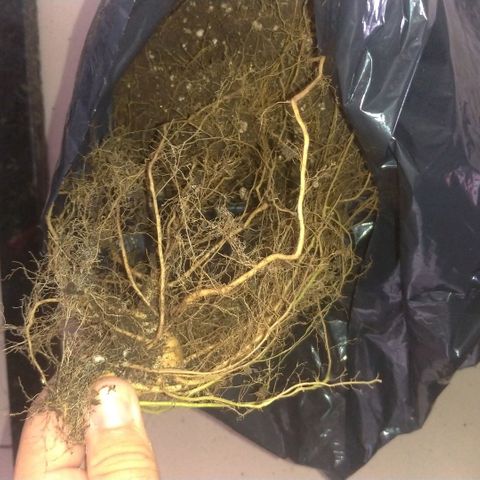 Sideral Punch growlog timeline photo