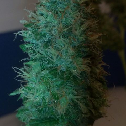 Sideral Punch growlog timeline photo