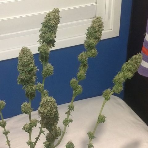 Sideral Punch growlog timeline photo