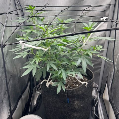 Green Crack growlog photo: Oct 6 to Nov 15 