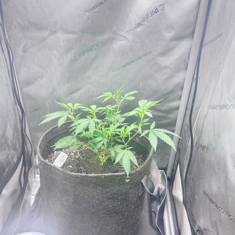 Green Crack growlog photo: Oct 6 to Nov 15 