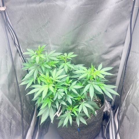 Green Crack growlog photo: Oct 6 to Nov 15 