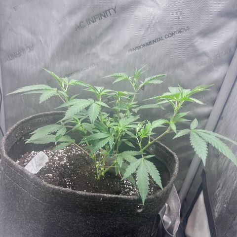 Green Crack growlog photo: Oct 6 to Nov 15 