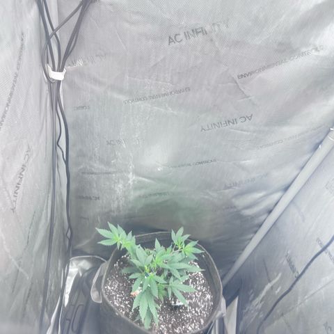 Green Crack growlog photo: Oct 6 to Nov 15 