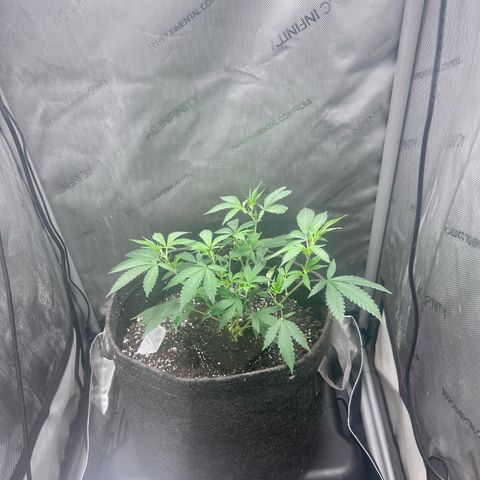 Green Crack growlog photo: Oct 6 to Nov 15 