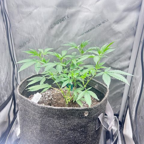 Green Crack growlog photo: Oct 6 to Nov 15 