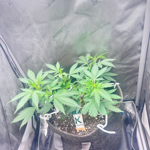 Green Crack growlog photo: Oct 6 to Nov 15 