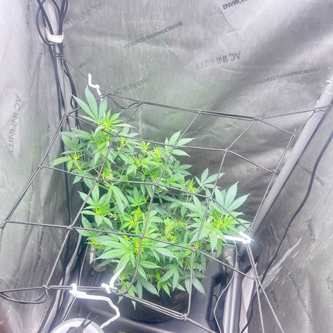 Green Crack growlog photo: gave her a haircut showing white pristals  no nutes for 3 weeks 