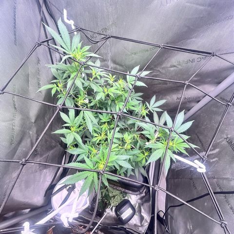Green Crack growlog photo: gave her a haircut showing white pristals  no nutes for 3 weeks 
