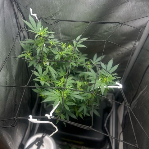 Green Crack growlog photo: gave her a haircut showing white pristals  no nutes for 3 weeks 
