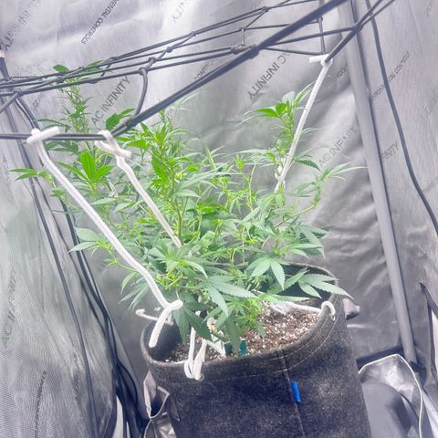 Green Crack growlog photo: gave her a haircut showing white pristals  no nutes for 3 weeks 