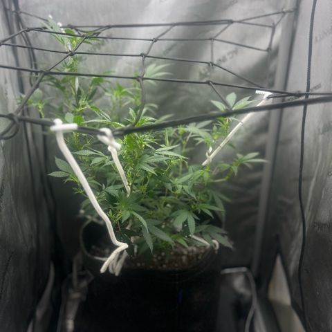 Green Crack growlog photo: gave her a haircut showing white pristals  no nutes for 3 weeks 