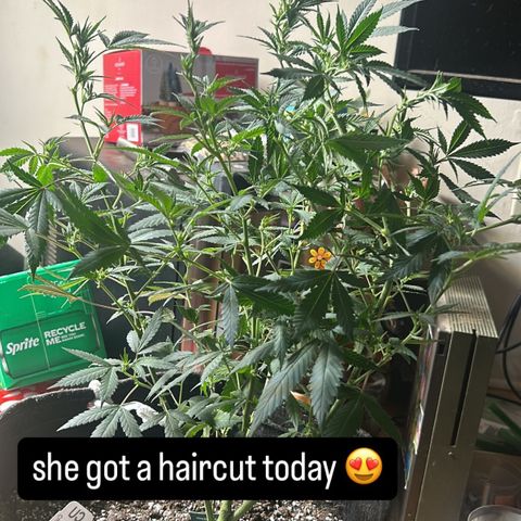 Green Crack growlog timeline photo