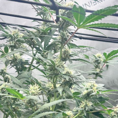 Green Crack growlog photo: current photos Nov 24-Dec 11
5 more weeks 
