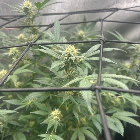 Green Crack growlog photo: current photos Nov 24-Dec 11
5 more weeks 