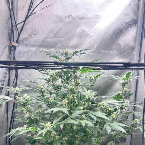 Green Crack growlog photo: current photos Nov 24-Dec 11
5 more weeks 