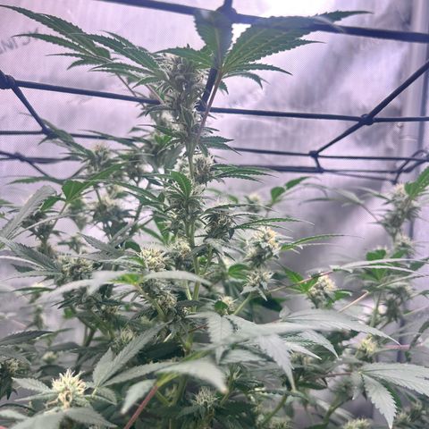 Green Crack growlog photo: current photos Nov 24-Dec 11
5 more weeks 