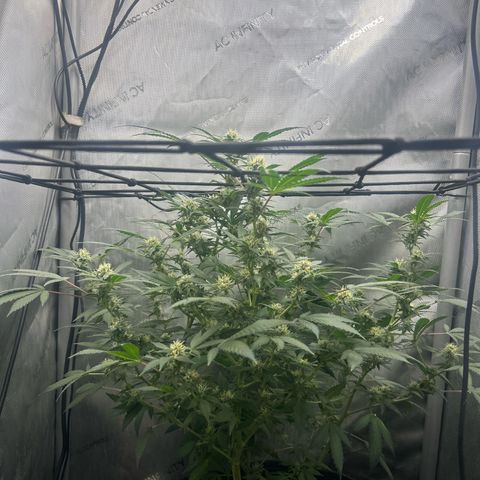 Green Crack growlog photo: current photos Nov 24-Dec 11
5 more weeks 