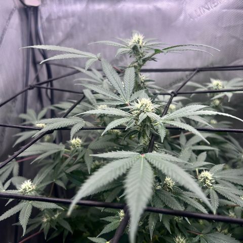 Green Crack growlog photo: current photos Nov 24-Dec 11
5 more weeks 