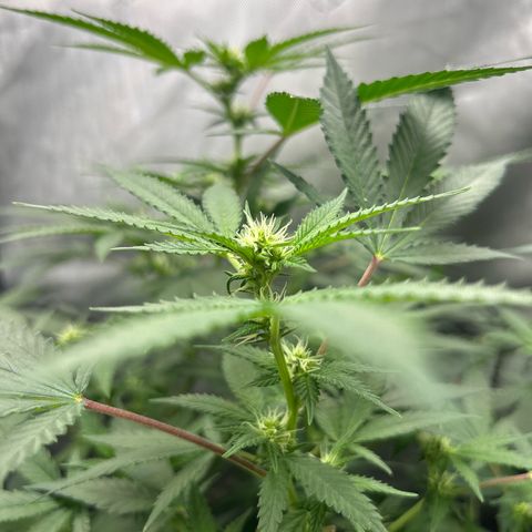 Green Crack growlog photo: current photos Nov 24-Dec 11
5 more weeks 